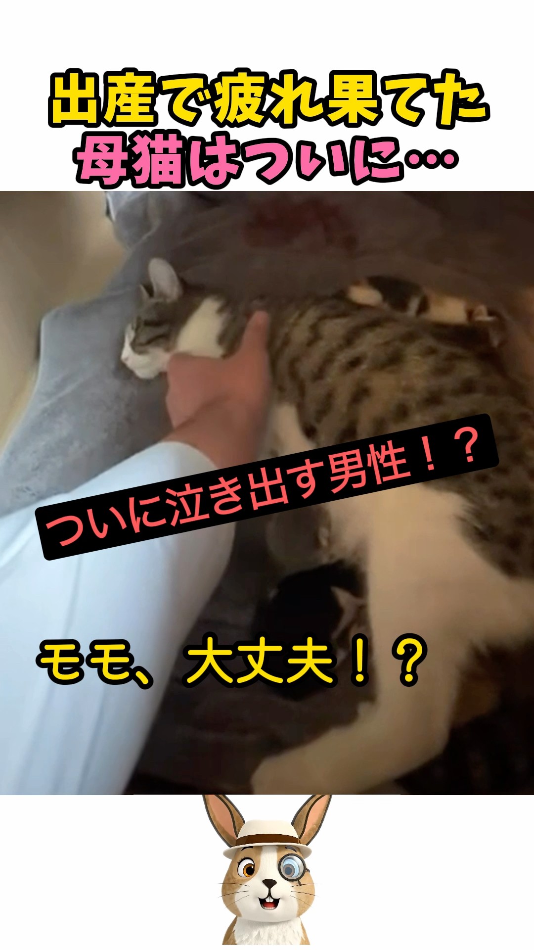 出産で疲れ果てた母猫