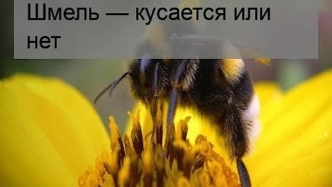 Шмель — кусается или нет