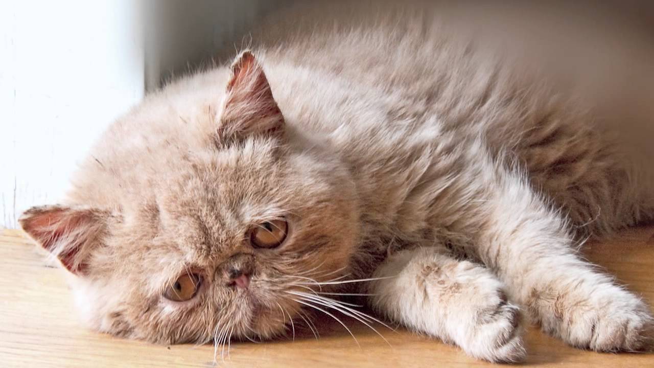 Sad Cat: Let's pray and dance with canned tuna : r/sadcats