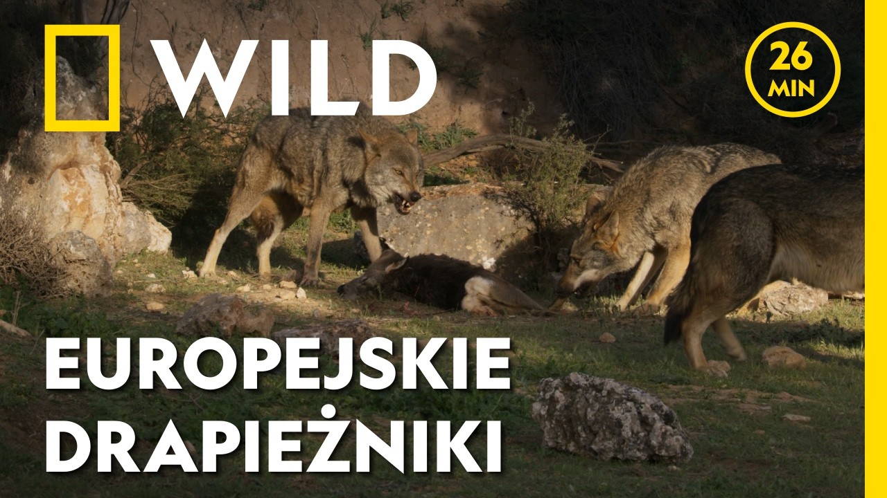Życie tych drapieżników to nieustanna walka o przetrwanie | Dzikie cuda Europy