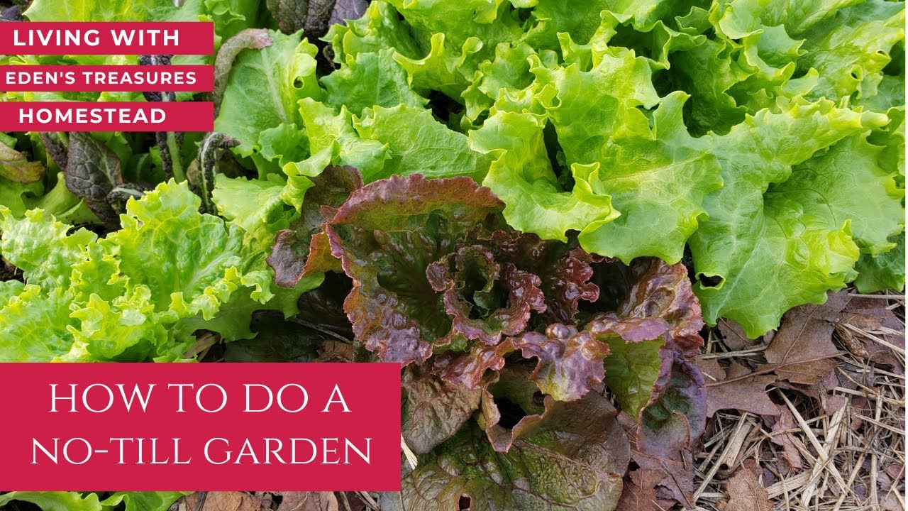 How to do a no till garden - YouTube