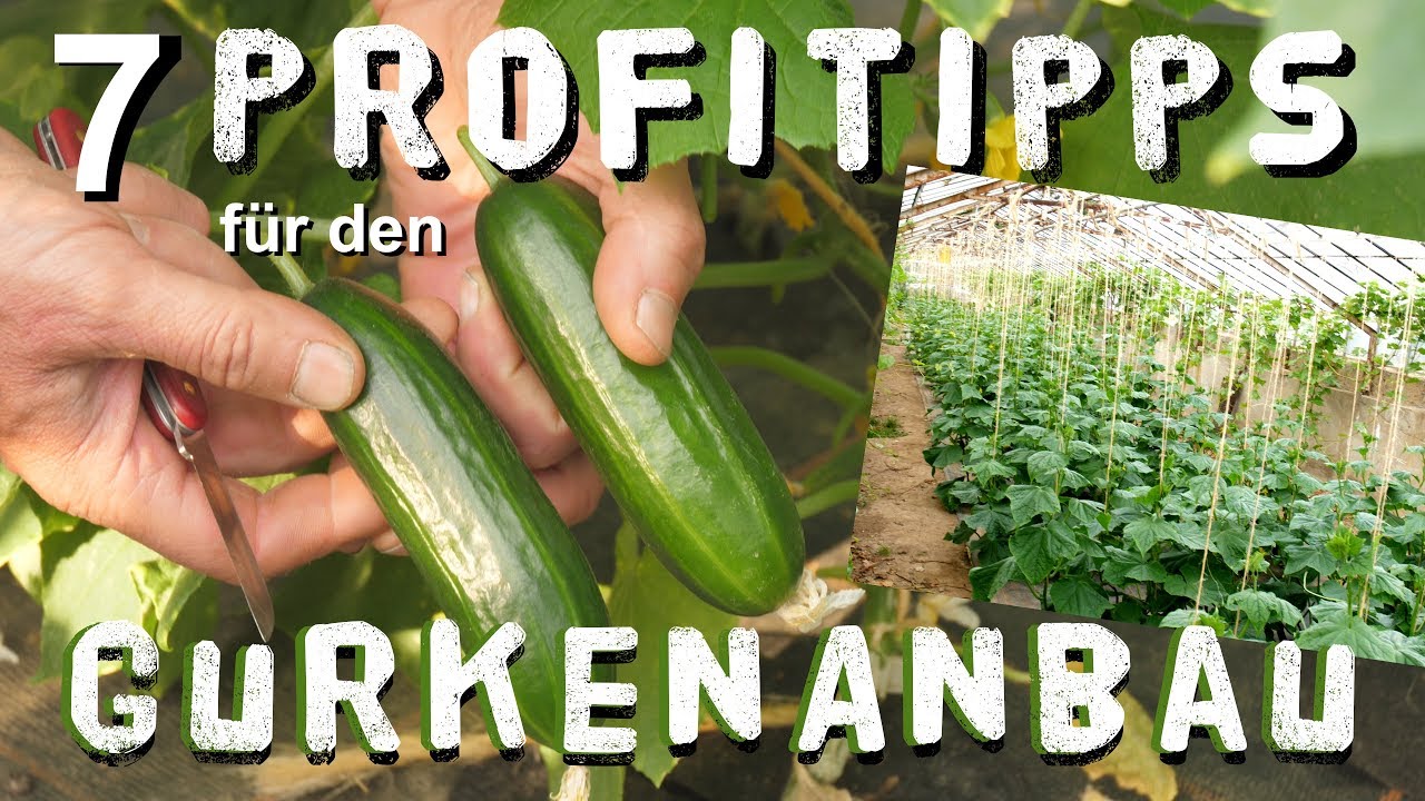 7 Gurken Anbau Tipps Vom Profi Youtube