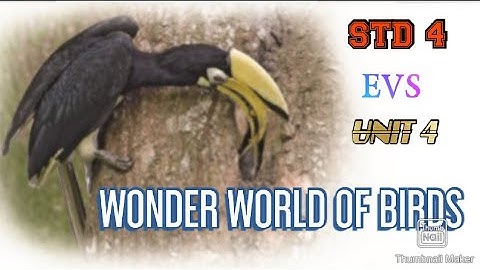 standard 4 evs unit 4 wonder world of birds പക്ഷികളുടെ  കൗതുക ലോകം part 1
