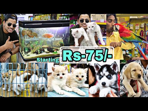 Pet Market in Hyderabad | Rs-75/-😱🔥| Dogs | Persian cats | Birds | fish | Mushitube lifestyle