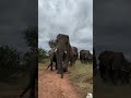 The Amazing Moment the Whole Elephant Herd Emerges from the Bushes, with Jabulani Leading