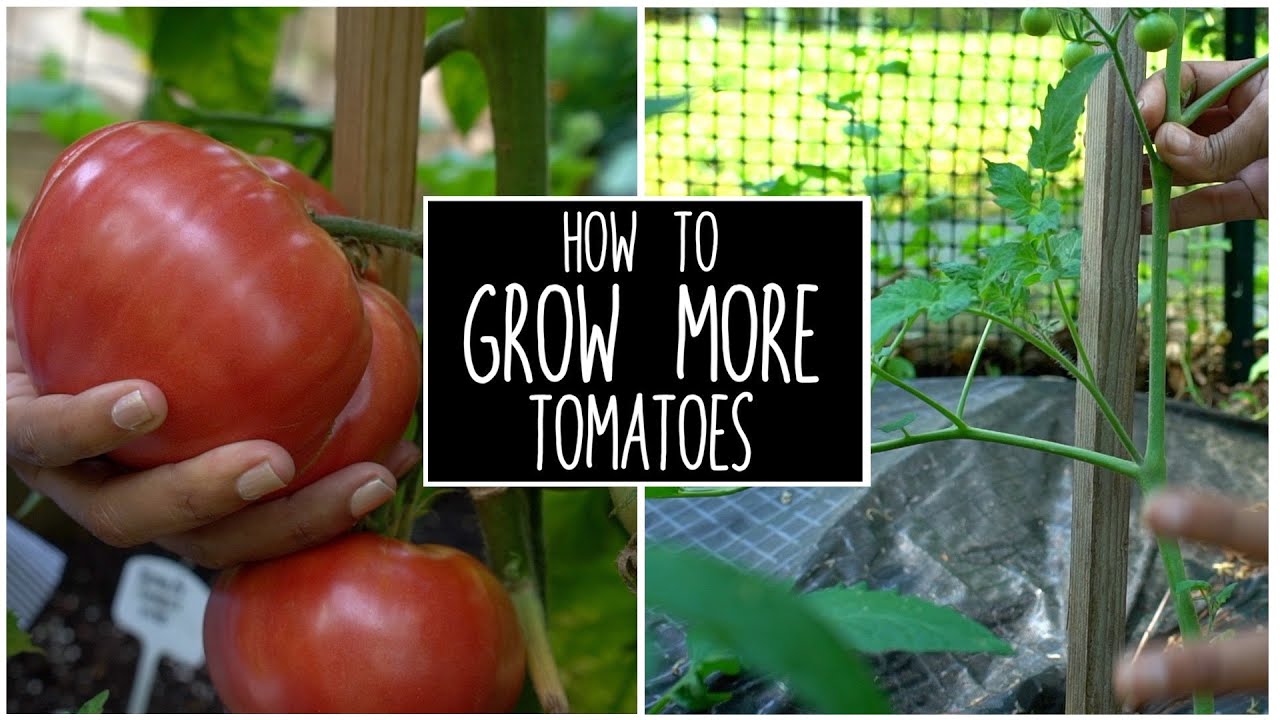 The Best Way To Care For Your Tomato Plants YouTube