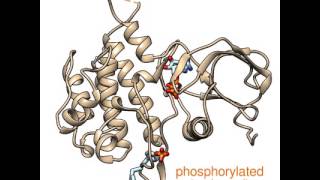 Morphing FGFR1 kinase domain (phosphorylations simplified)