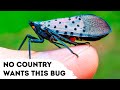 No Country Wants to See This Bug, Here's Why