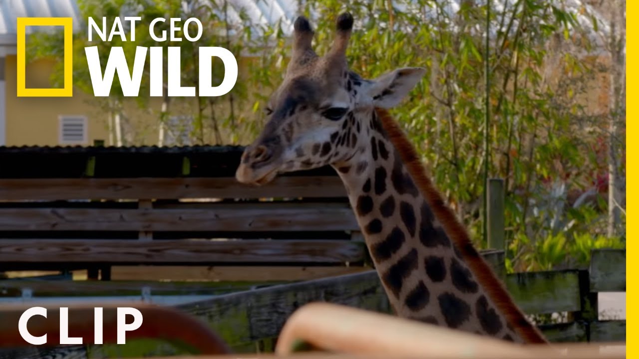 New Giraffe Sister Arrives at the Zoo (Clip) | Secrets of the Zoo