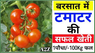 Tomato farming | Full A2Z | Farming | Tamatar ki kheti | Rain season | Tamatar ki kheti kaise Kare