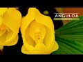 👏 CUNA DE VENUS ➡️ Orquídea Anguloa clowesii