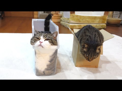 箱に入っているねこ×２。-Maru&Hana is in the box.-