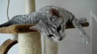 Safi  Egyptian mau (playing)