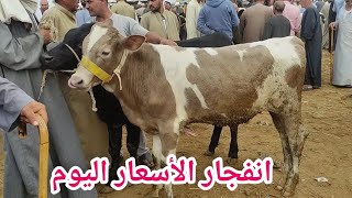 ارتفاع رهيب لأسعار العجول البقري القنية اليوم (سوق دمنهور للمواشي) السوق اليوم 11/18