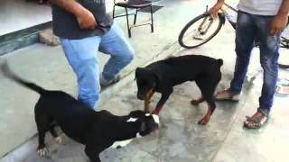 Pitbull vs rottweiler get into fight