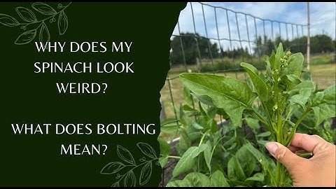 My spinach is bolting! What to do with bolting spinach?