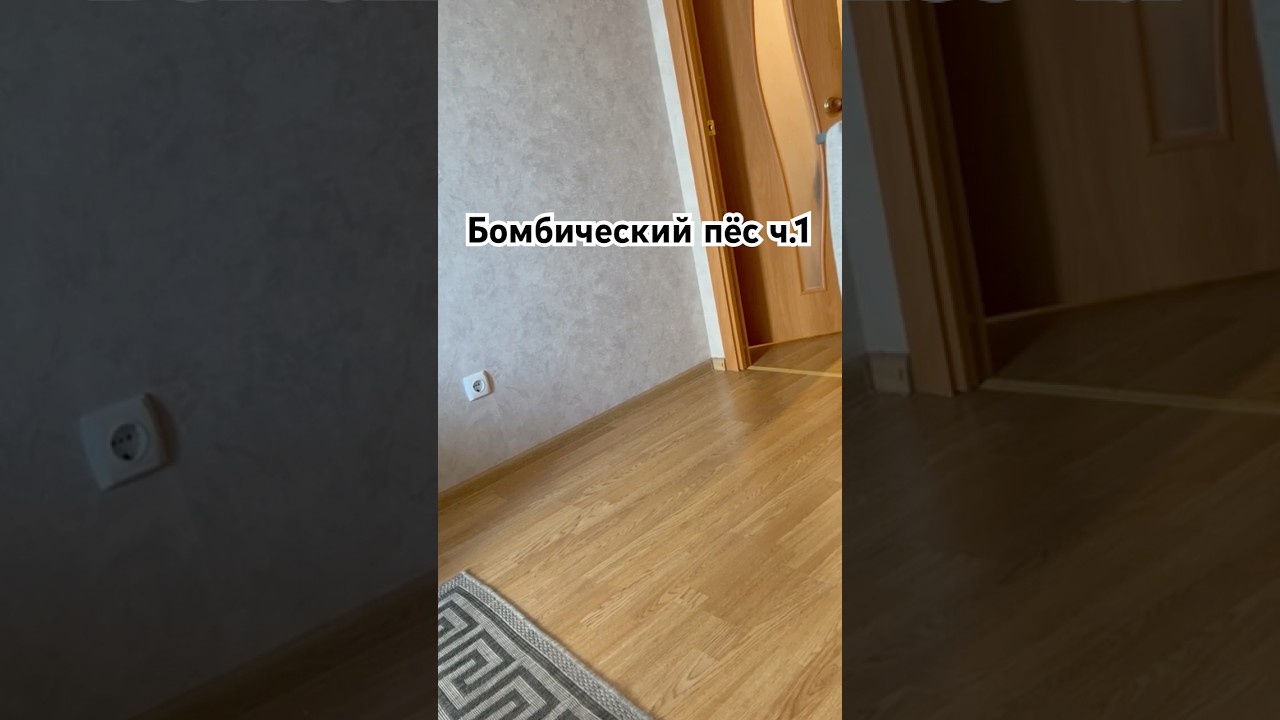 Бомбический пёс ч.1 