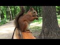 Жизнь Замечательных Белок (с англ. субтитрами). The Life of Wonderful  Squirrels