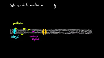 ¿Cuántas clases de proteínas tiene la membrana celular?