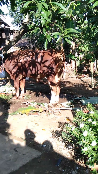 sapi kurban