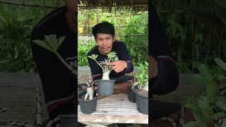 อุปกรณ์ตกแต่งทำบอนไซครบชุด🌳|สวนชวนชมคุณต๋อง