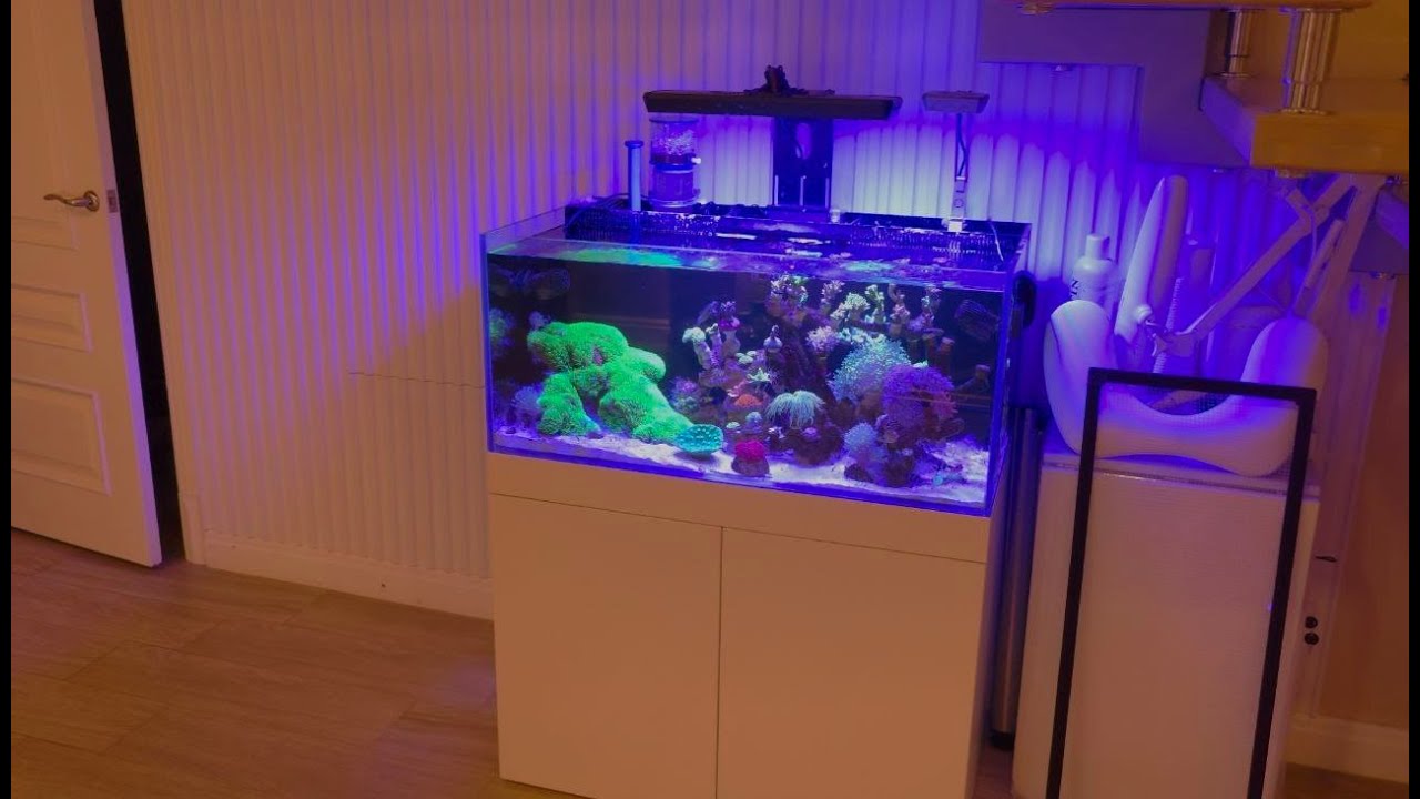 Обслуживание морского аквариума