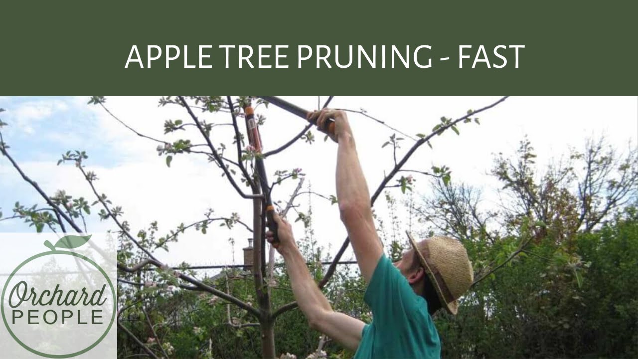 How To Trim Young Apple Trees