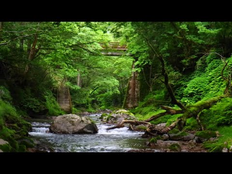 【自然音】足羽川渓谷 ASMR 川の音 4K