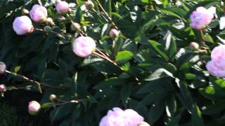 Albert Crousse | R2 Flowers | Peonies