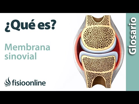 Video: ¿Dónde se encuentra la membrana sinovial y cuál es su función?