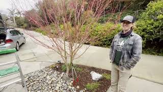 Pruning a Japanese Maple