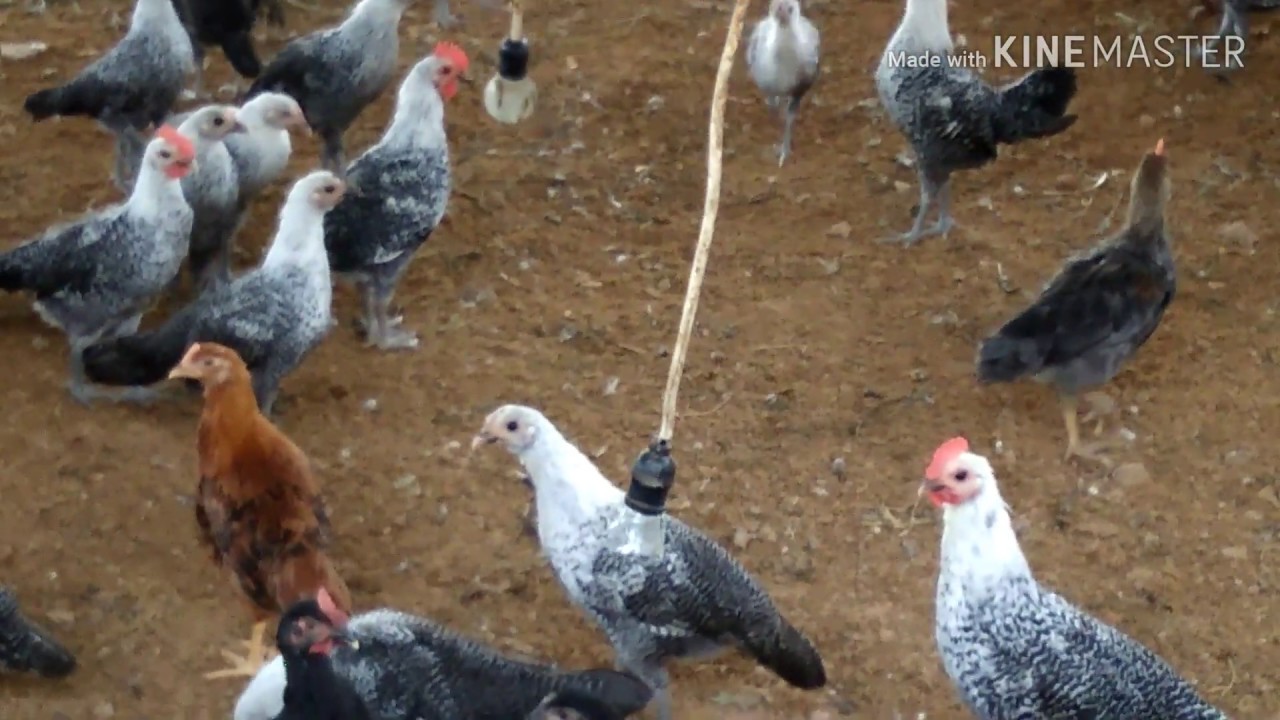 #beternak unggas#ayam arab# 
