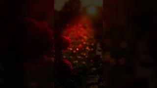 Սիրելիս / Sirelis #ArmenianMusic #sirelis #music
