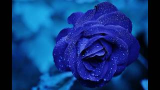 Flower animation screenshot 5