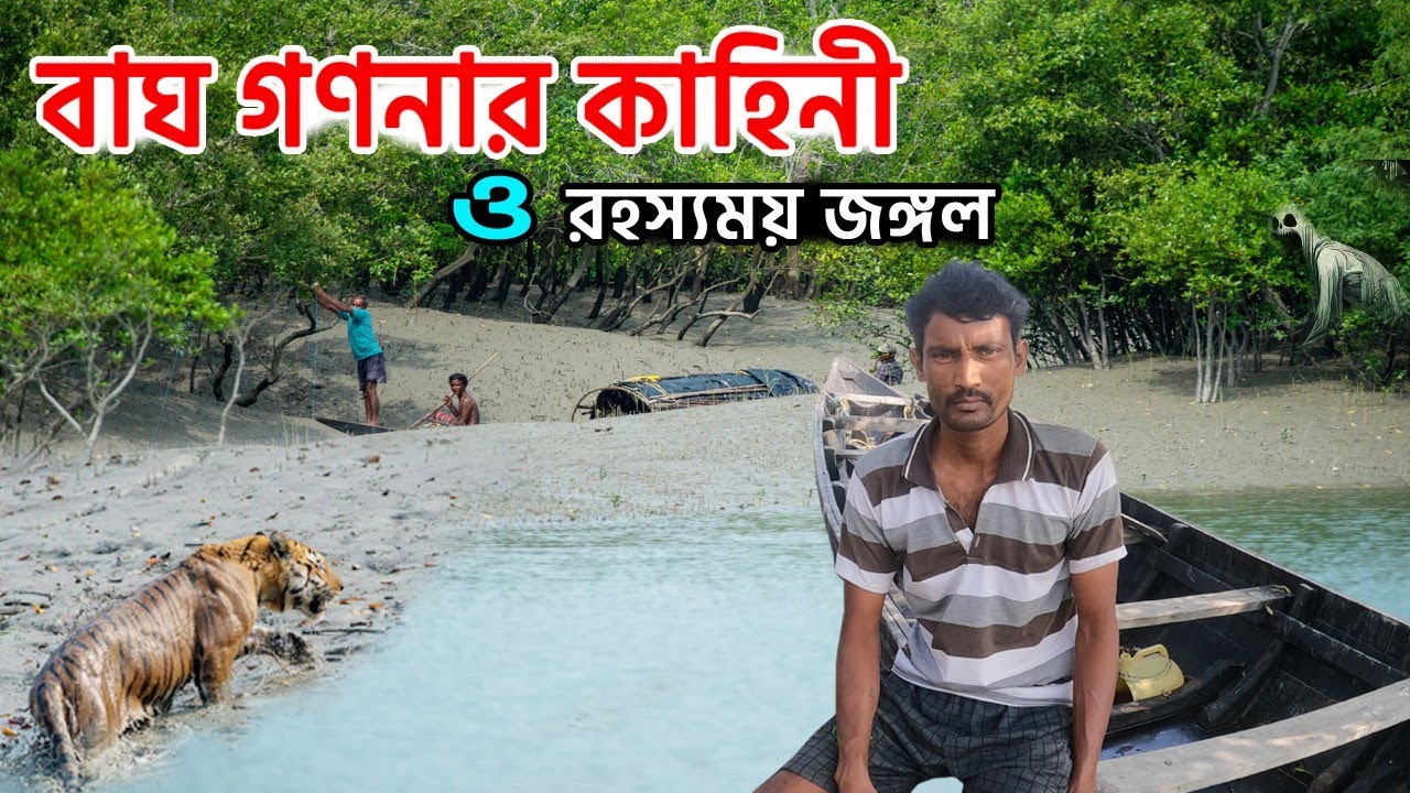 বাঘ বেড়েছে বলেই মানুষের মৃত্যু কমেছে | royal bengal tiger attack | Mysterious Sundarbans