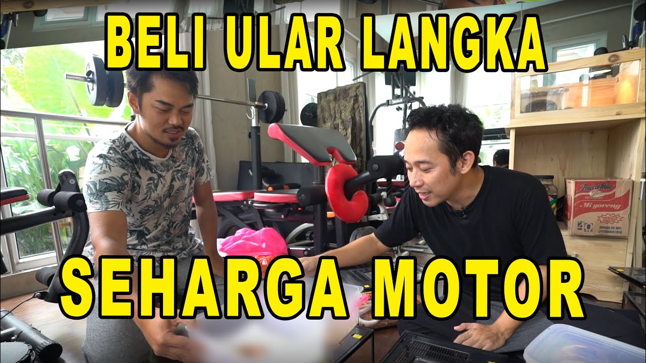 PENAMPAKAN ULAR  DENGAN GEN PALING LANGKA  YouTube