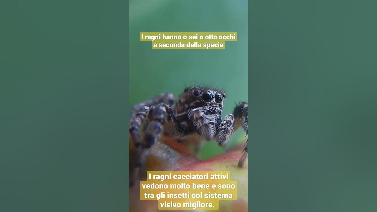 Quanti Occhi Si Possono Prendere Al Giorno Quanti occhi hanno i ragni? #animalshorts #insetti #curiosità - YouTube