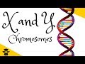 X-Linked Traits and Their Impact on Inheritance
