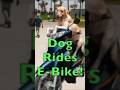 DOG RIDES E-BIKE!!! (Zooz E-BIKES) #shorts #zoozbikes #ebike
