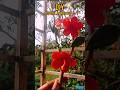 DIY super clay hibiscus 🌺#shorts #superclay #diy #thecraftden #flowers #hibiscus #miniature