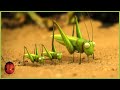 The Grasshopper Who Didn T Know How To Leap Minuscule 40 Compilation
