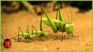 Download Lagu The Grasshopper Who Didn't Know How To Leap | Minuscule 🍃 40' Compilation MP3 Download Lagu The Grasshopper Who Didn't Know How To Leap | Minuscule 🍃 40' Compilation MP3