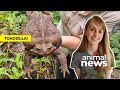 Enormous toadzilla found in australia  cbc kids news