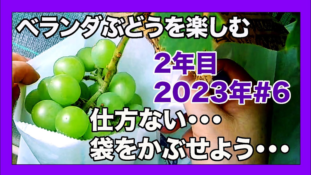 [ベランダ葡萄2年目]2023年7月#6　7月14日 仕方ないので袋がけ。Growing Japanese grapes on your balcony.