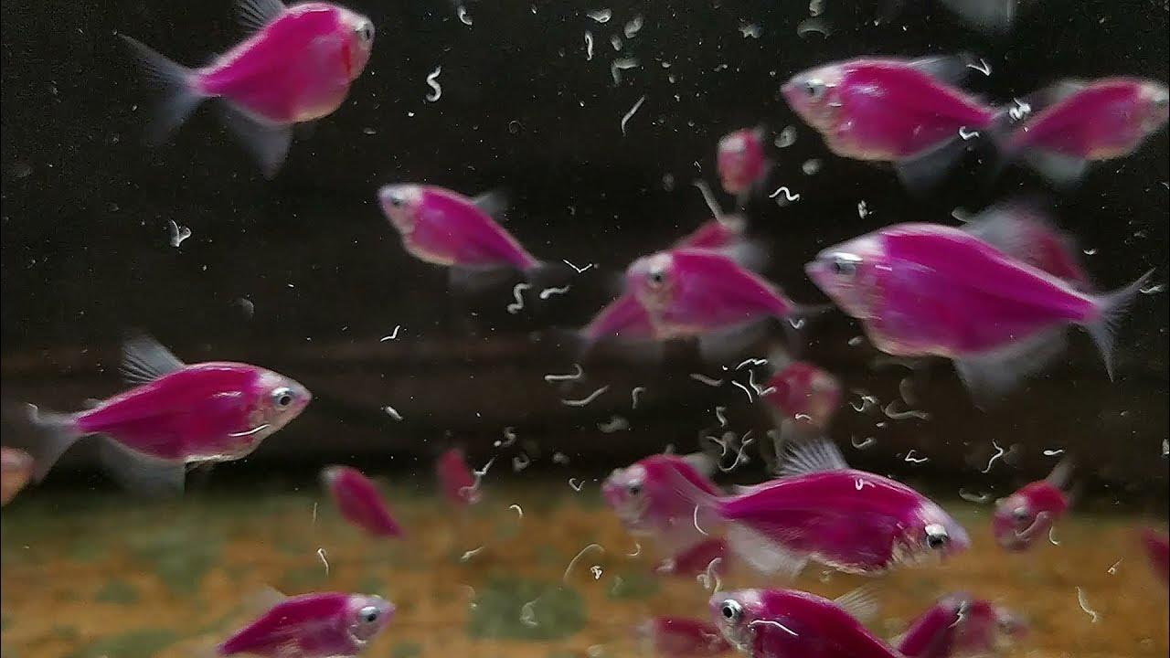 Как разводить тернецию. Рыбки для аквариума тернеция. Аквариумные рыбки тернеция размножение. Рыбки тернеция размножение. Рыбки тернеция размножение.