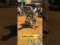 شوف افريقي يروض ضبع It S My Life In Africa Shorts 