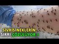 ÖLDÜRMEYİN ! Allah Bakın Neden Sivrisinekleri Yarattı ? Ağlayacaksınız.