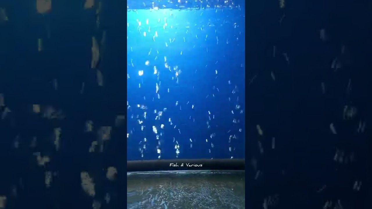 DIY aquarium bubbles wall without air pump | Aquarium air stone DIY