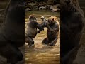 #Gorilla #AngryGorilla #AnimalAttack #JungleStory #EmotionalStory #AIStory #ClashStory #ViralVidio