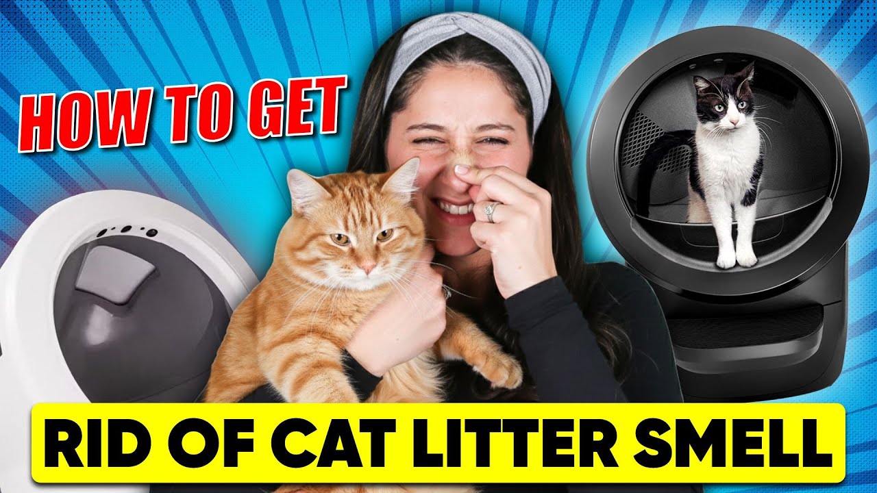 How To Get Rid Of Cat Litter Smell
